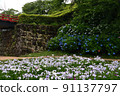 Iris and hydrangea 91137797