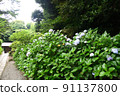 hydrangea   91137800