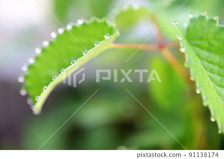 Spring Moko 91138174