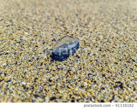 By the wind sailor, Velella Velella, washed up on Narin Beach, County Donegal - Republic of Ireland 91138182