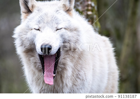 Close up of an adult white wolve roaming in the forest 91138187
