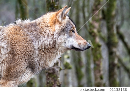 Close up of an adult wolve roaming in the forest Close up of an adult wolve roaming in the forest 91138188