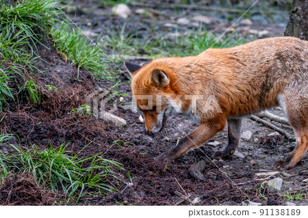 A magnificent wild Red Fox , Vulpes vulpes, in the spring forest A magnificent wild Red Fox , Vulpes vulpes, in the spring forest 91138189