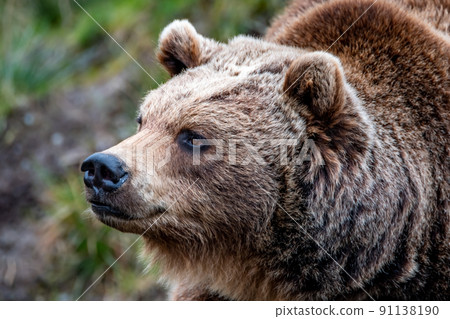 Close up big brown bear in spring forest Close up big brown bear in spring forest 91138190
