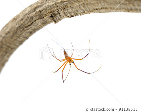 垂懸在螺紋的男性 Nephila pilipes 91138513