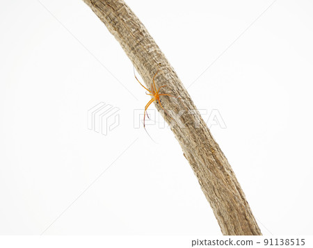 在一根木棍子的男性 Nephila pilipes 91138515
