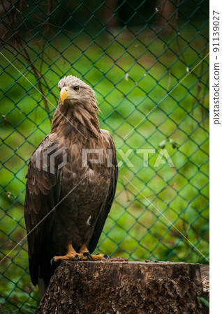 Griffon sits on a stump in the forest. Grid in the background Griffon sits on a stump in the forest. Grid in the background 91139027