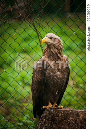 Griffon sits on a stump in the forest. Grid in the background Griffon sits on a stump in the forest. Grid in the background 91139029