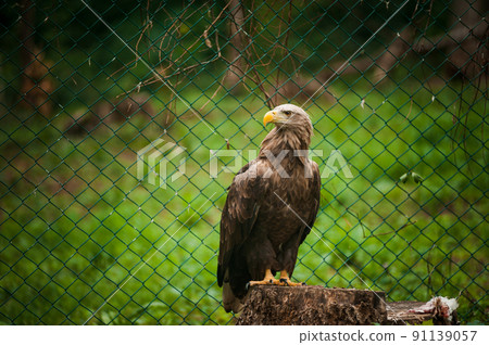 Griffon sits on a stump in the forest. Grid in the background 91139057