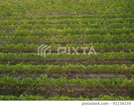 Aerial view of vineyards field plantation on sunset. Cinematic drone aerial view on Green highland valley countryside. Eco farming in wild nature landscape. Tourism, travel concept. 91139139