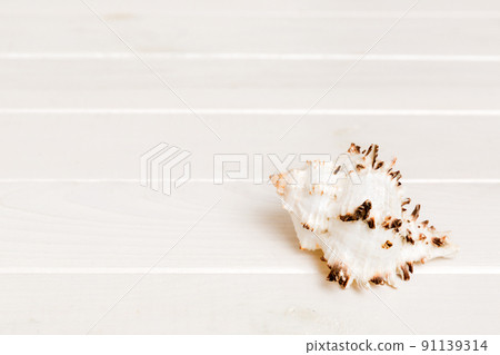 Beach seashells on colored background. Mock up with copy space 91139314