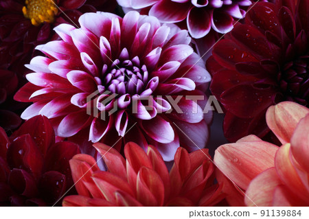 Dahlia flowers background. Different dahlia varieties - orange, red and bicolor Dahlia flowers background. Different dahlia varieties - orange, red and bicolor 91139884