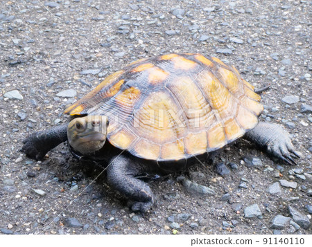 Japanese pond turtle with its neck turned sideways Japanese pond turtle with its neck turned sideways 91140110