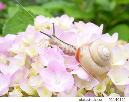 Snail that appeared in the flower of hydrangea Snail that appeared in the flower of hydrangea 91140111