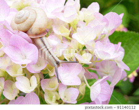 Flowers and snails [hydrangea] 91140112