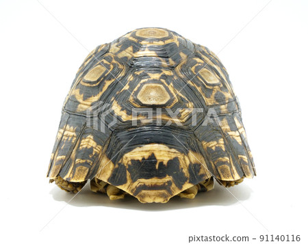 Back view of leopard tortoise 91140116