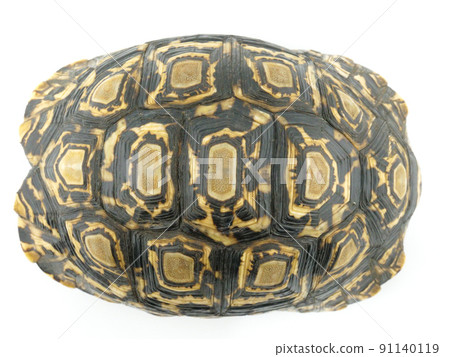 豹龜,豹龜,龜,龜,殼,花紋,硬,一,鳥瞰, 豹龜,豹龜,龜,龜,殼,花紋,硬,一,鳥瞰, 91140119