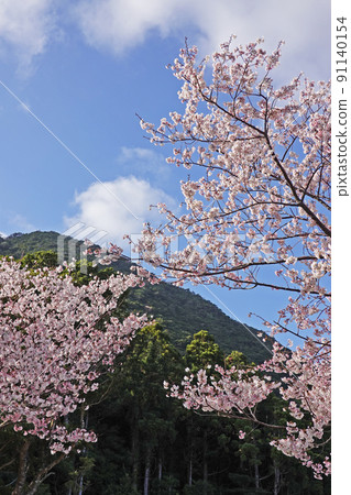 Early blooming cherry blossoms at Senpiro Falls, Yakushima Nature Park 91140154