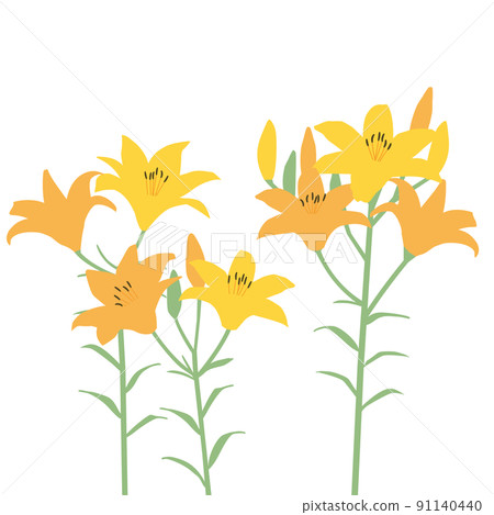 橙色百合花的插圖 橙色百合花的插圖 91140440