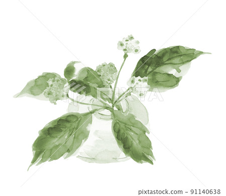 Nodding spurge in a glass vase Green tone [Hand-painted watercolor] White background material 91140638