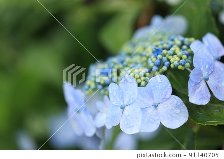 Gaku繡球花 Gaku繡球花 91140705