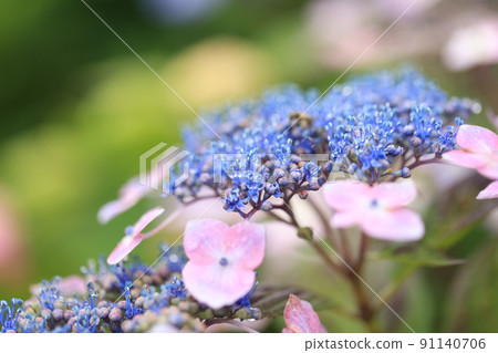 Gaku繡球花 Gaku繡球花 91140706