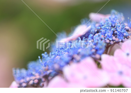 Gaku繡球花 Gaku繡球花 91140707