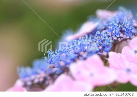 Gaku繡球花 Gaku繡球花 91140708
