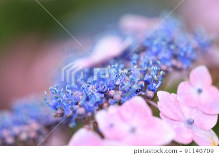Gaku繡球花 91140709