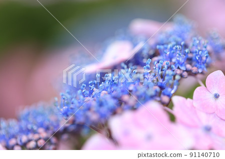 Gaku繡球花 Gaku繡球花 91140710