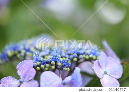 Gaku hydrangea flower Gaku hydrangea flower 91140737