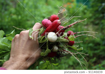 Radish harvest. Hand holding bunch Radish harvest. Hand holding bunch 91140839