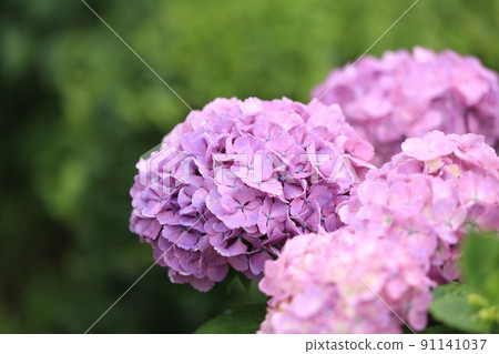 粉紅色的繡球花 91141037