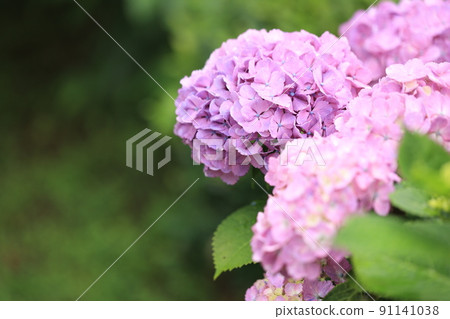 粉紅色的繡球花 91141038