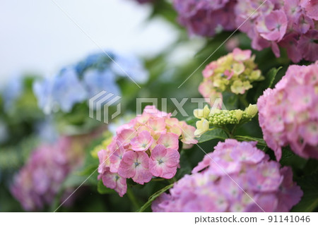粉紅色的繡球花 91141046