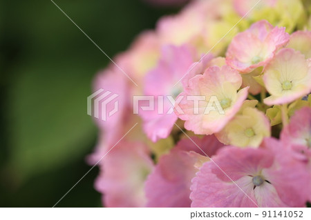 粉紅色的繡球花 91141052