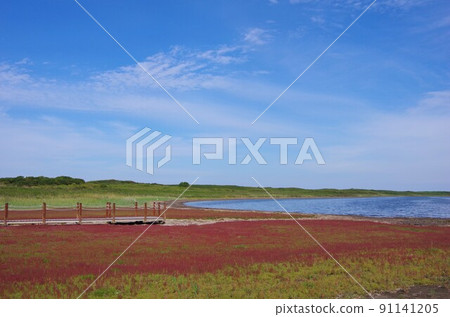 北海道北見市瓦卡野花公園變紅的珊瑚草 北海道北見市瓦卡野花公園變紅的珊瑚草 91141205