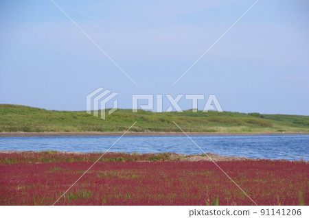 北海道北見市瓦卡野花公園變紅的珊瑚草 91141206