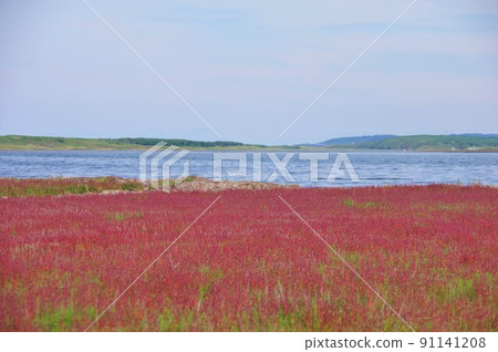 Coral grass that turns red at Wakka Wild Flower Park in Kitami City, Hokkaido Coral grass that turns red at Wakka Wild Flower Park in Kitami City, Hokkaido 91141208
