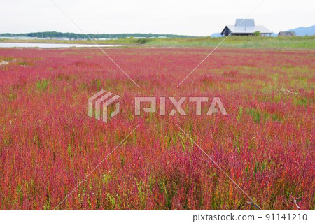 Coral grass that turns red at Wakka Wild Flower Park in Kitami City, Hokkaido Coral grass that turns red at Wakka Wild Flower Park in Kitami City, Hokkaido 91141210