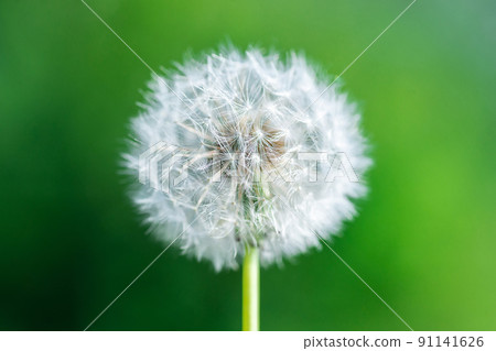dandelion against nature. 91141626