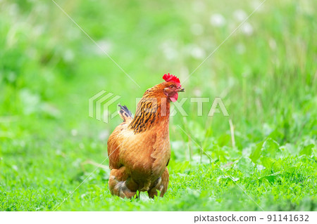 healthy chicken in the garden.. 91141632