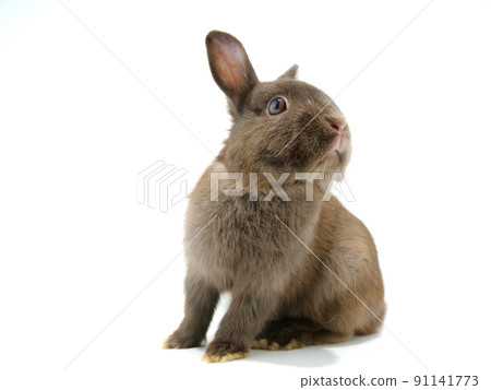 Brown rabbit turning around 91141773