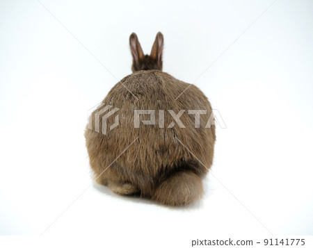 Brown netherland dwarf ass Brown netherland dwarf ass 91141775
