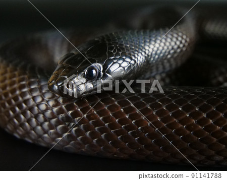 墨西哥黑王蛇面朝上 91141788