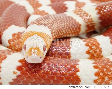 看這裡的拉斯文金蛇 91141804