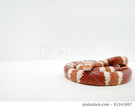 Queretaro King Snake [Copy Space] 91141807