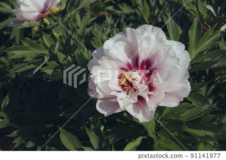 Beautiful peony flower in full bloom in the garden. Beautiful peony flower in full bloom in the garden. 91141977
