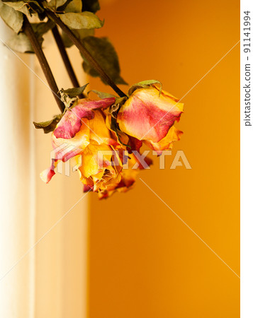 Dried red yellow roses on orange wall background Dried red yellow roses on orange wall background 91141994