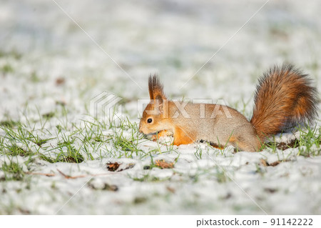 Red Squirrel sitting on snow Red Squirrel sitting on snow 91142222